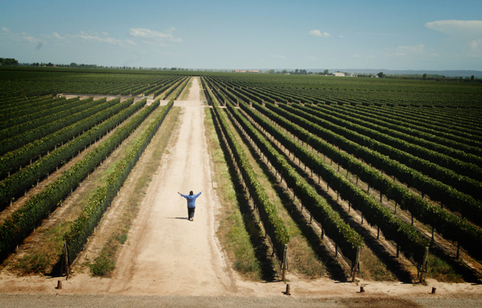 Película El Camino del Vino