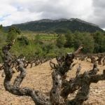 Priorat Winerist