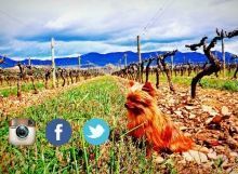 Redes Sociales PampitaWine