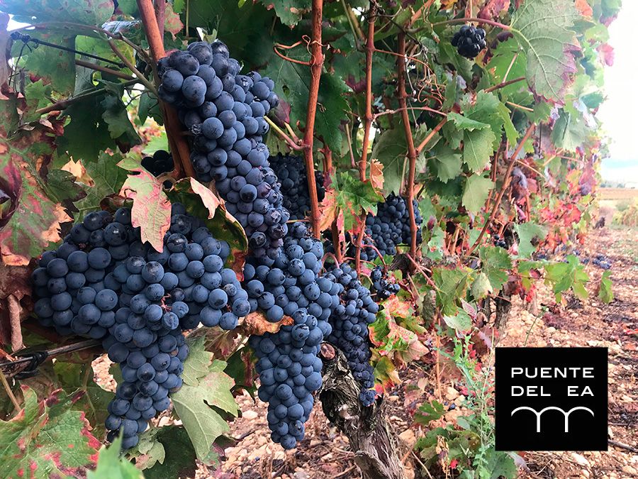 Vendimia-Puente-del-Ea